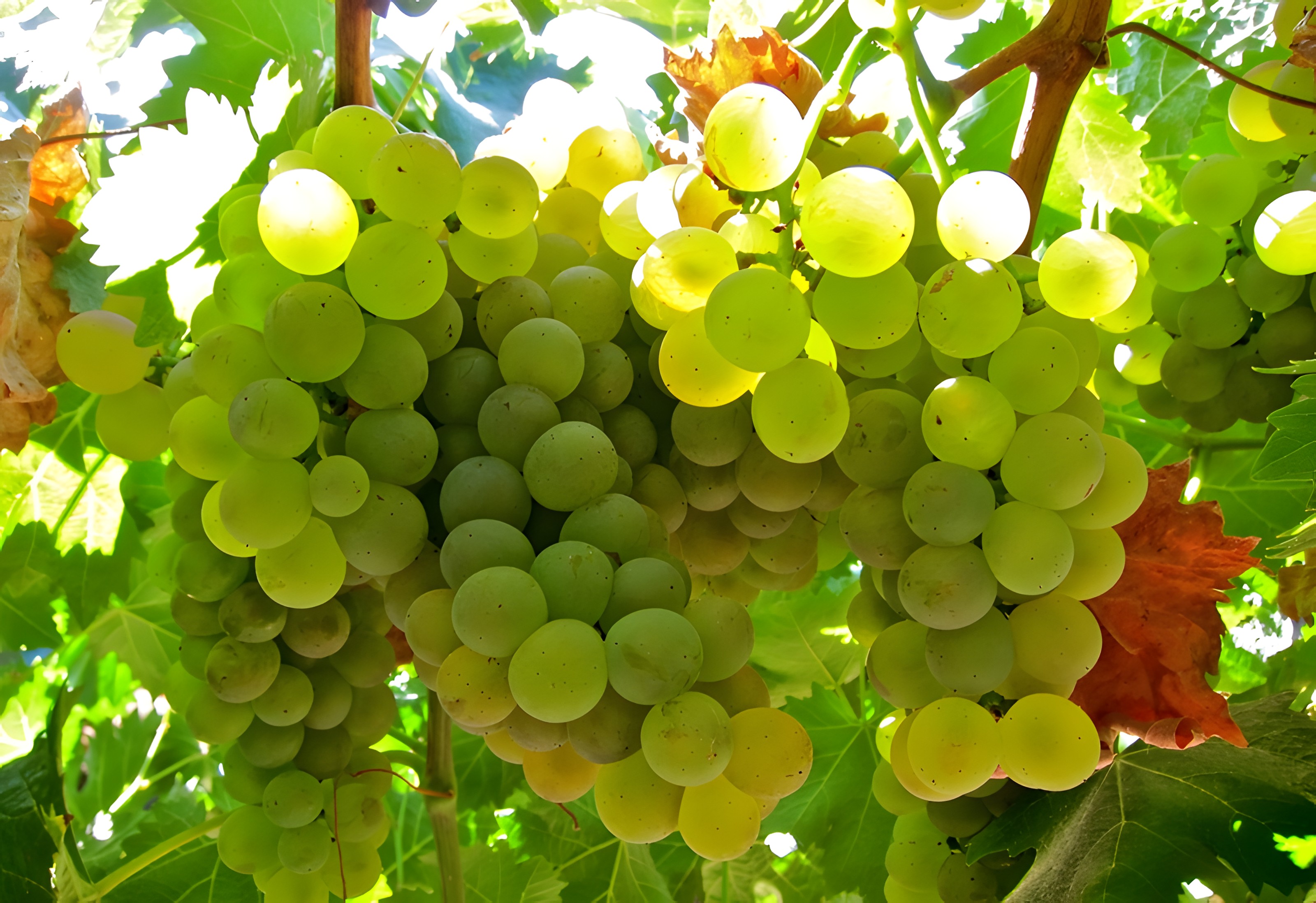 Vermentino，老海狼
