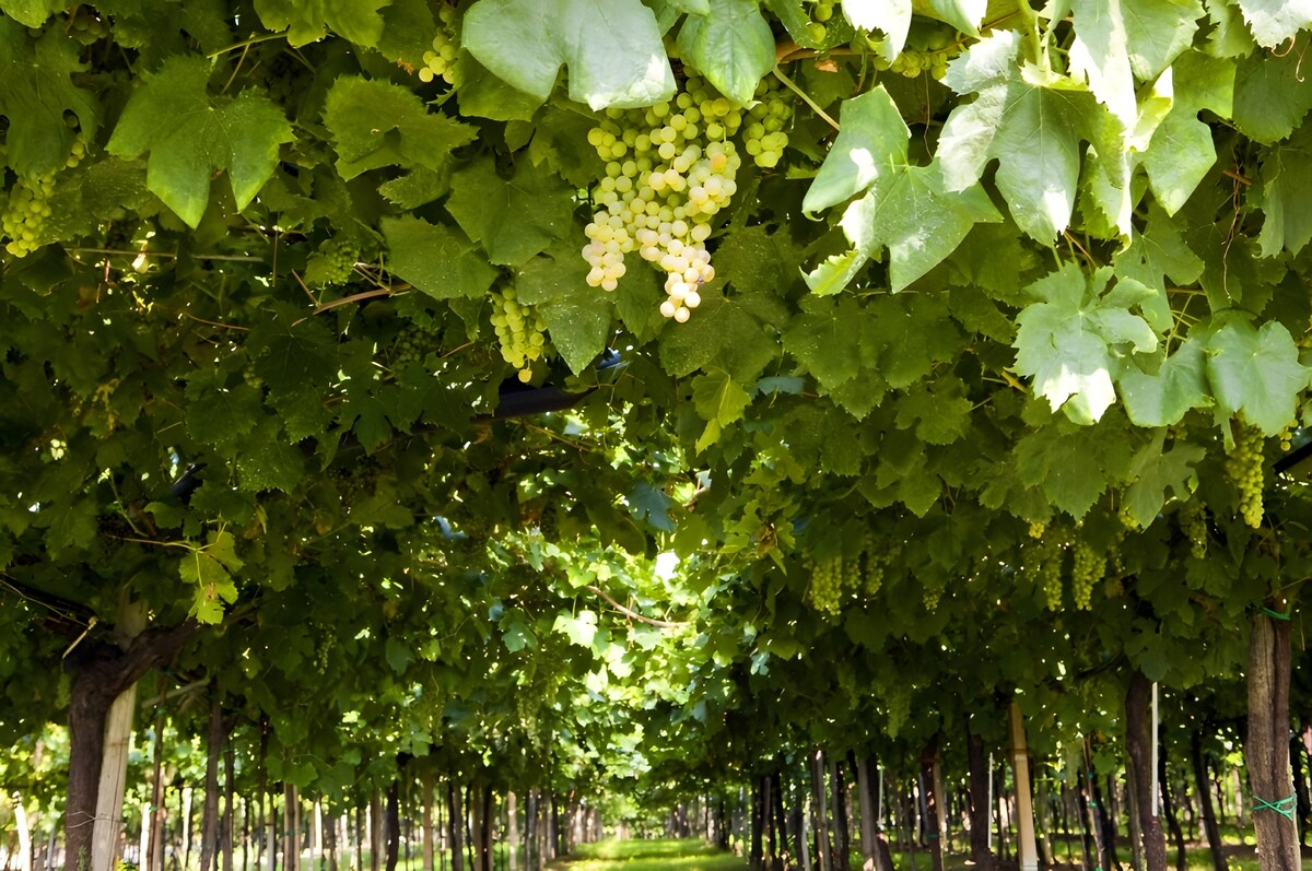 Il Trebbiano d’Abruzzo vitigno che attraversa il tempo