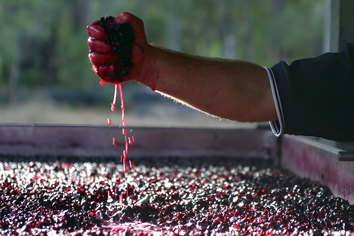 Vino: Lieviti personalizzati per una fermentazione inimitabile!