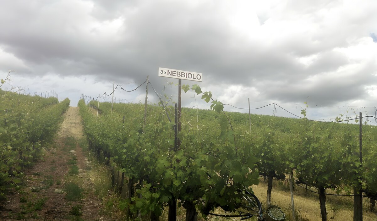 Nebbiolo die Rebsorte, die durch den Nebel scheint