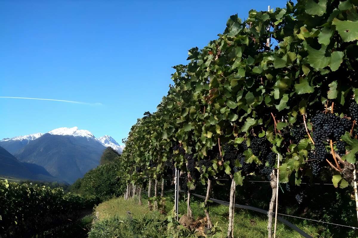 Dalla Borgogna al resto d'Italia, Pinot Nero il principe dei vitigni