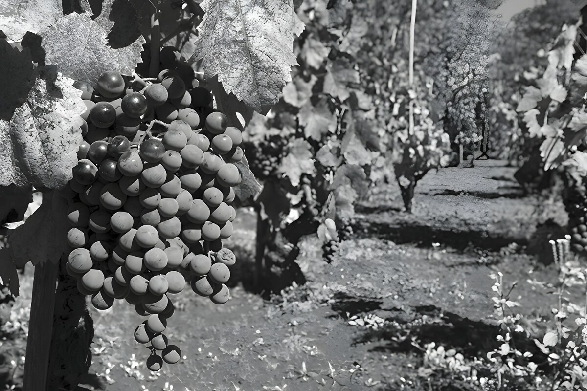 Il Cannonau, la più antica uva del Mediterraneo.