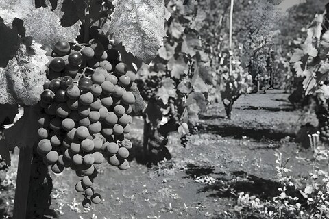 Cannonau, the oldest grape of the Mediterranean.