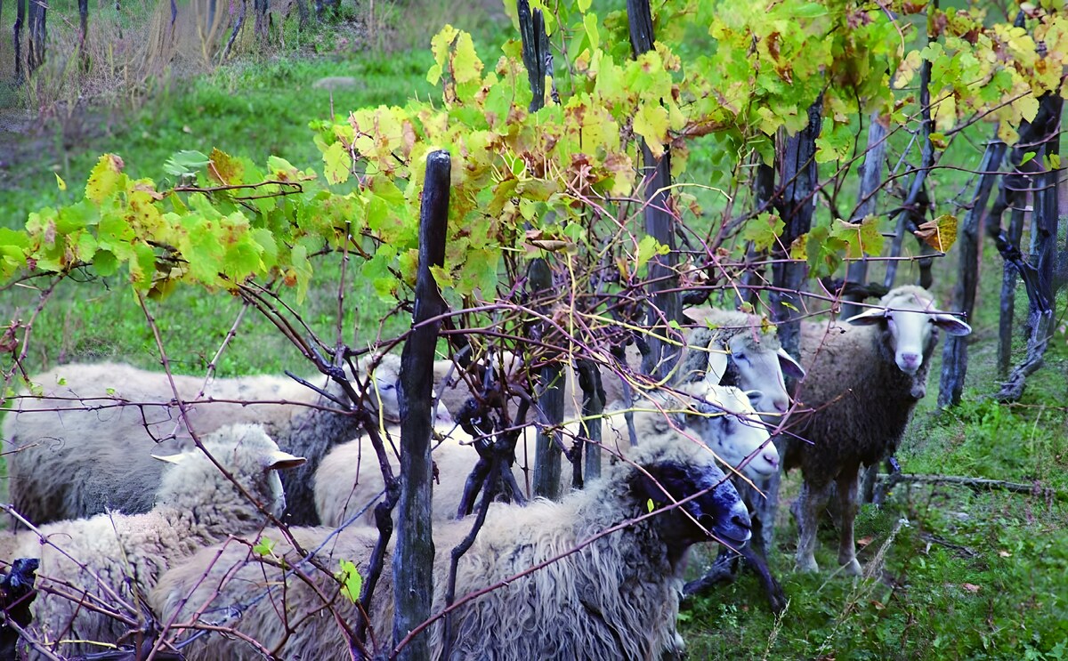 Pecorino: quello che non ti uccide ti fortifica