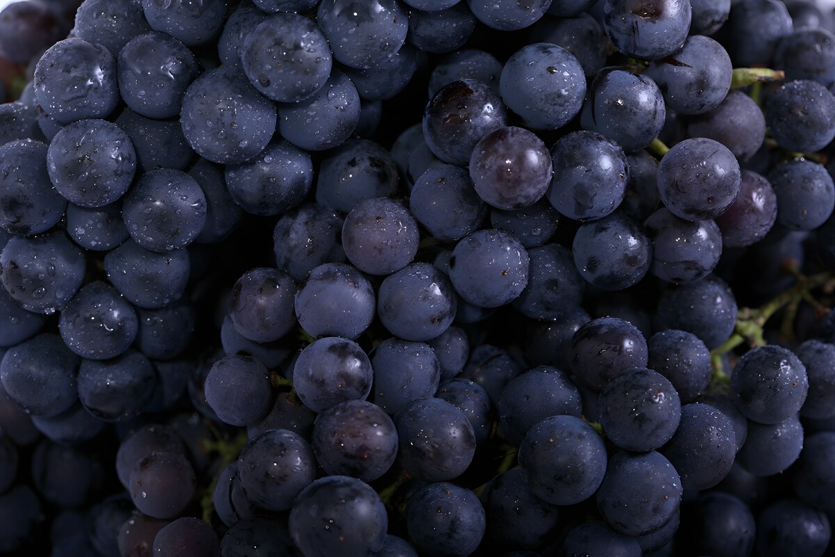 I figli del Nebbiolo, il Re dei vini