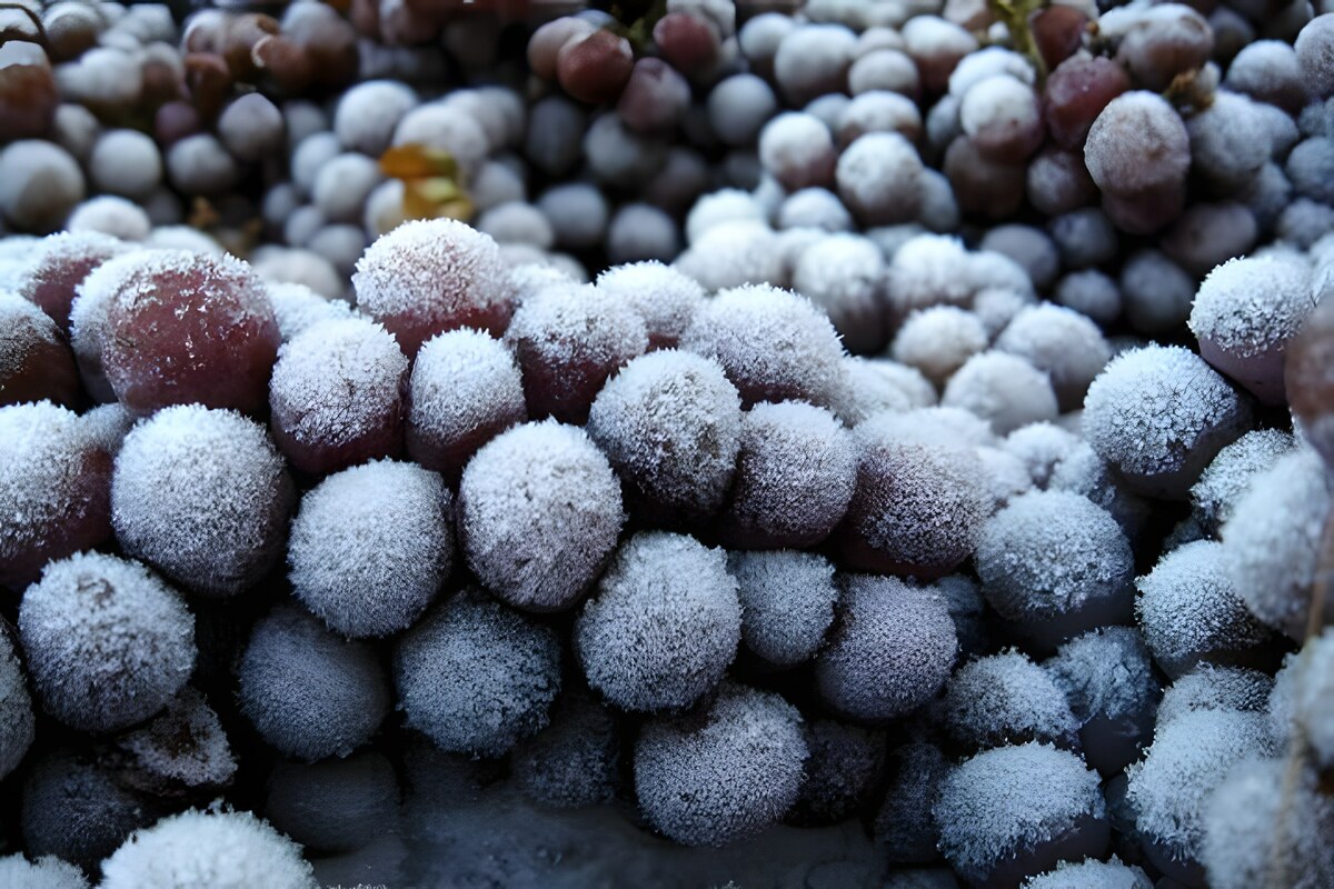 Icewine o Eiswein: Cosa sono i vini di ghiaccio?