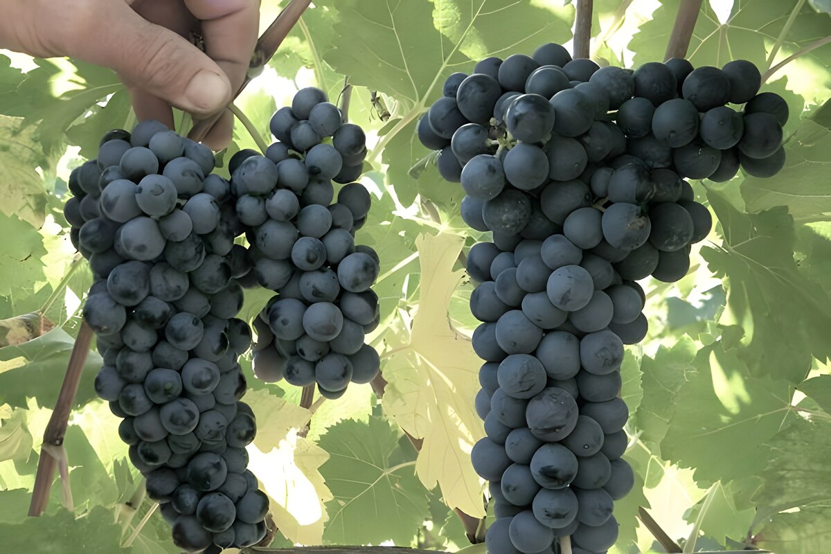 Giacchè: alla (ri)scoperta del vino degli etruschi