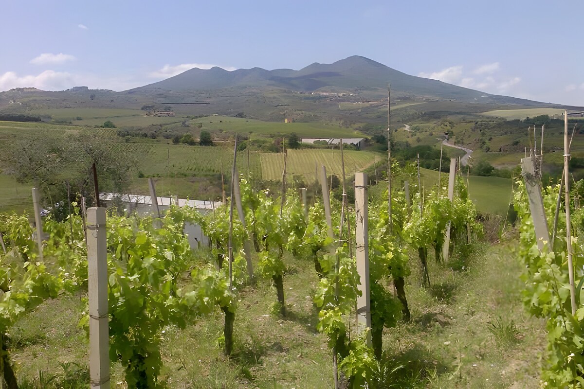 Aglianico e territorio: il vitigno difficile