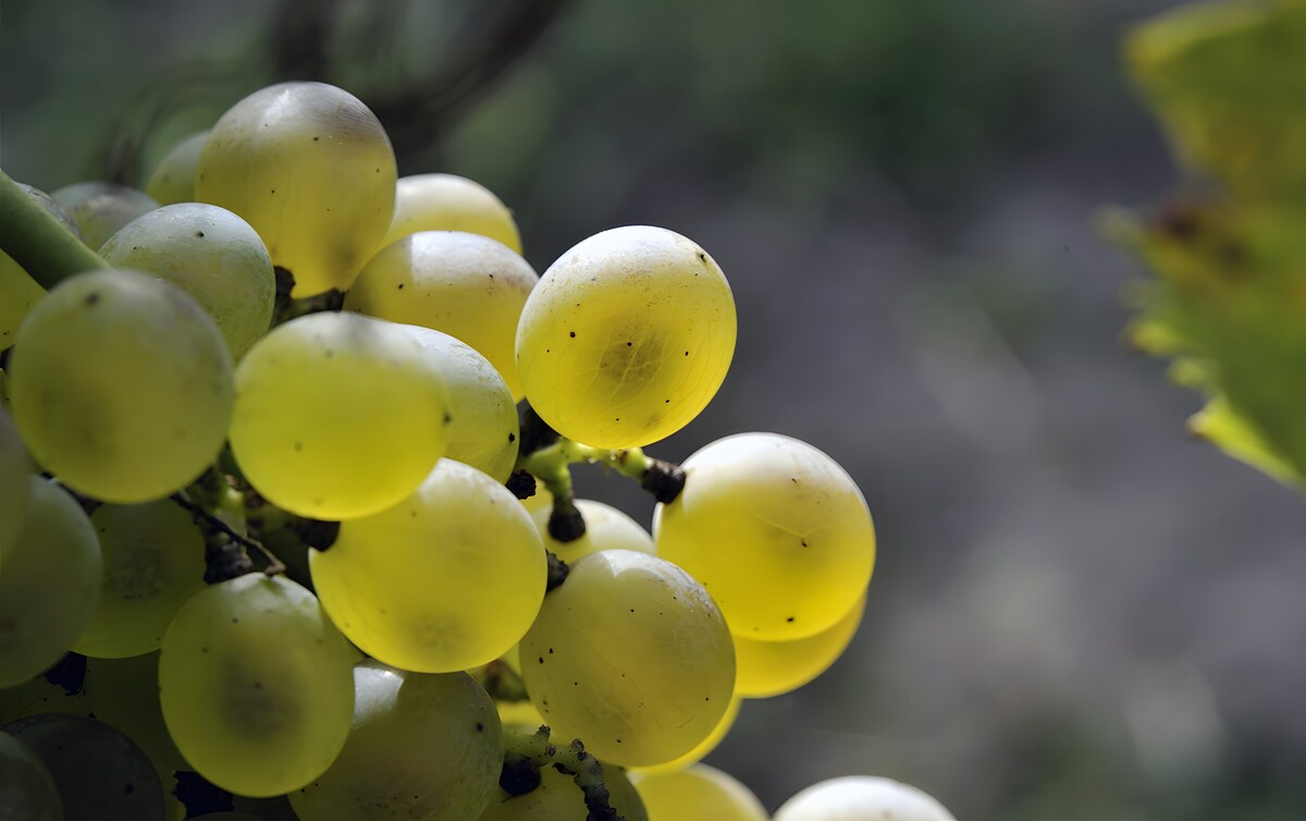 La Falanghina regina della campania