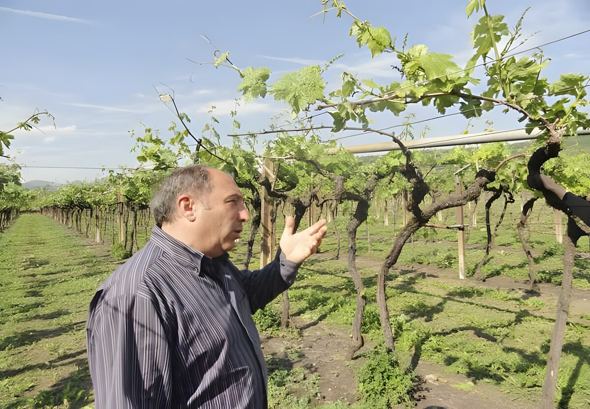 Soave: Il Casale e Terre Lunghe, gemelli diversi