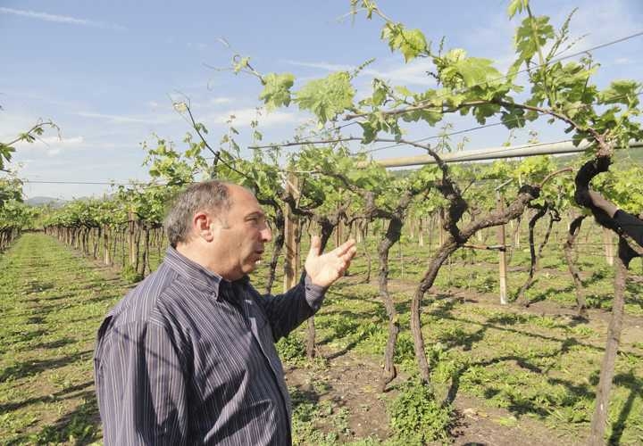 Immagine relativa all'articolo: Soave: il casale e terre lunghe, gemelli diversi