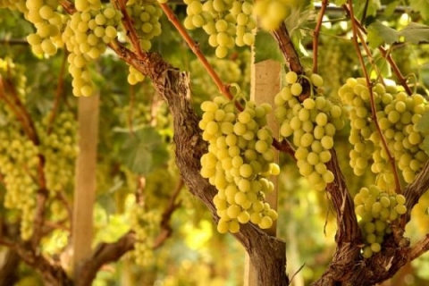 Comparing Pecorino Italian wines: Casalfarneto vs Tollo