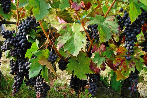 Wine Ruchè Castagnole di Monferrato